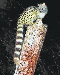 Imagen secundaria 2 - El entorno del arroyo de Meaques (imagen principal), es un paisaje donde han proliferado un centenar de especies de aves y mamíferos, algunas tan especiales como el buitre negro o la jineta