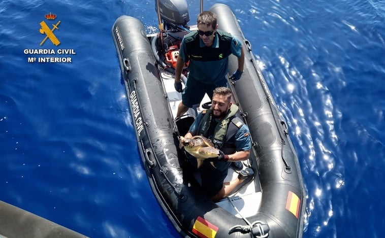 Rescatan a una tortuga boba atrapada entre botellas de plástico en la isla de Tabarca