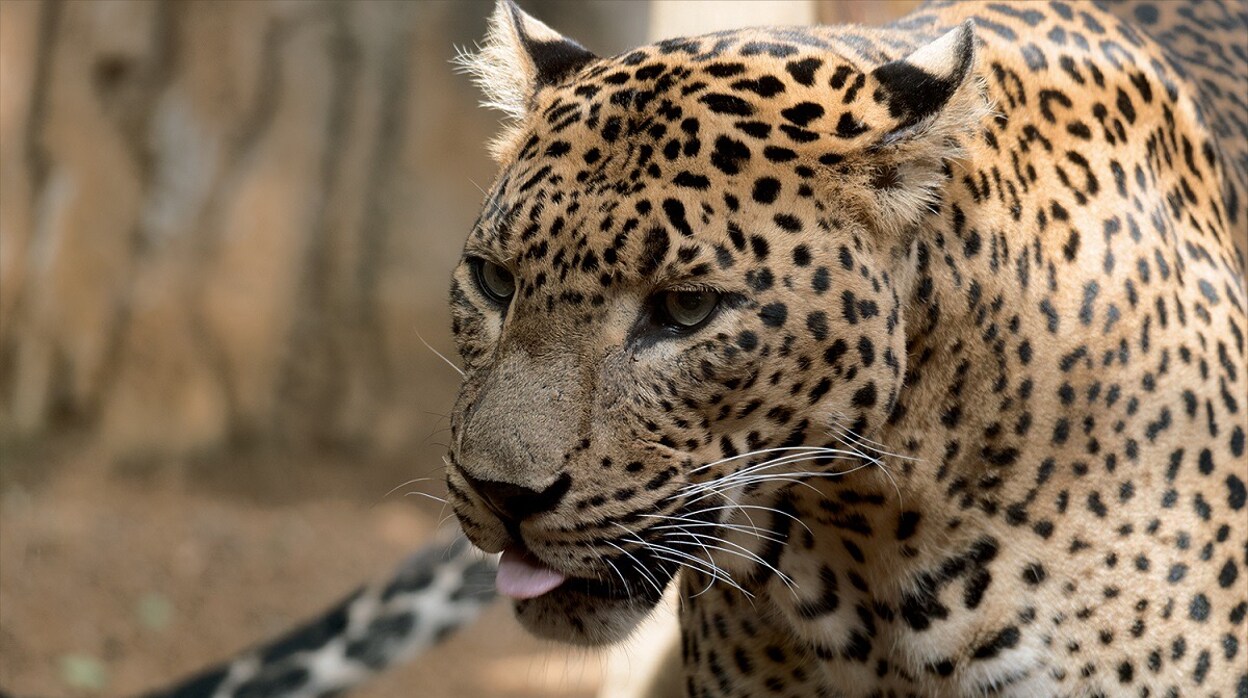 Muere Toñi, el leopardo hembra de Sri Lanka de Bioparc Fuengirola