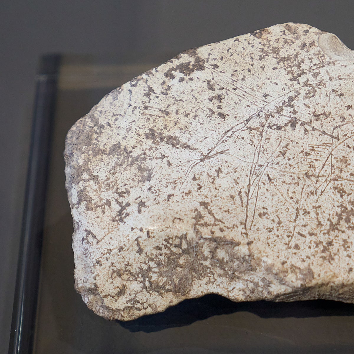 El artista del Paleolítico que retrató bucardos y anticipó el logotipo hace 14.000 años