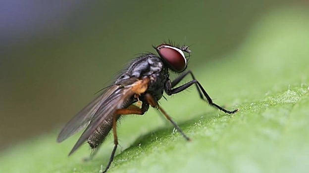 Imagen de la mosca negra