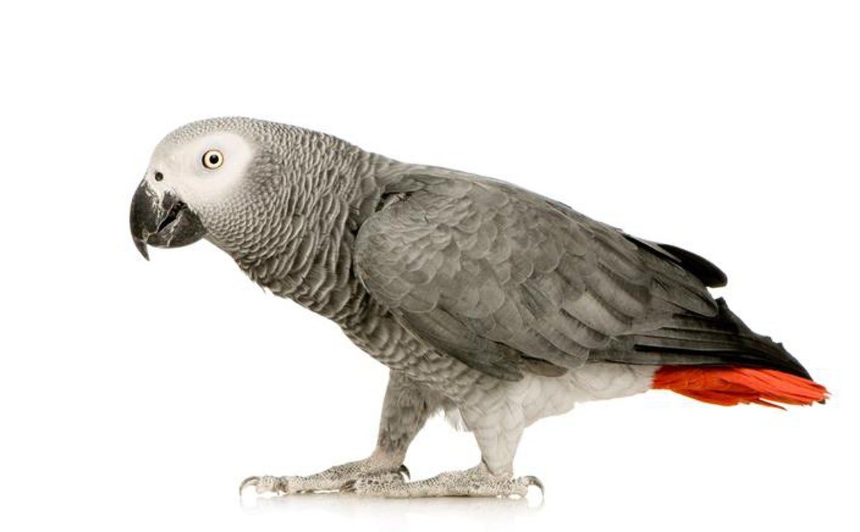 Loro yaco como el que se había sustraído