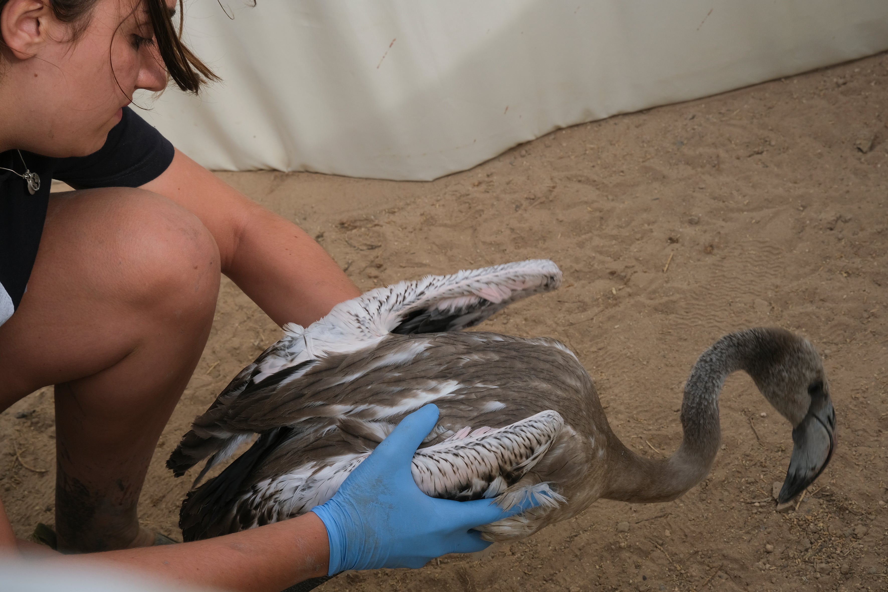 En imágenes, el anillamiento de flamencos en la Laguna de Fuente de Piedra de Málaga