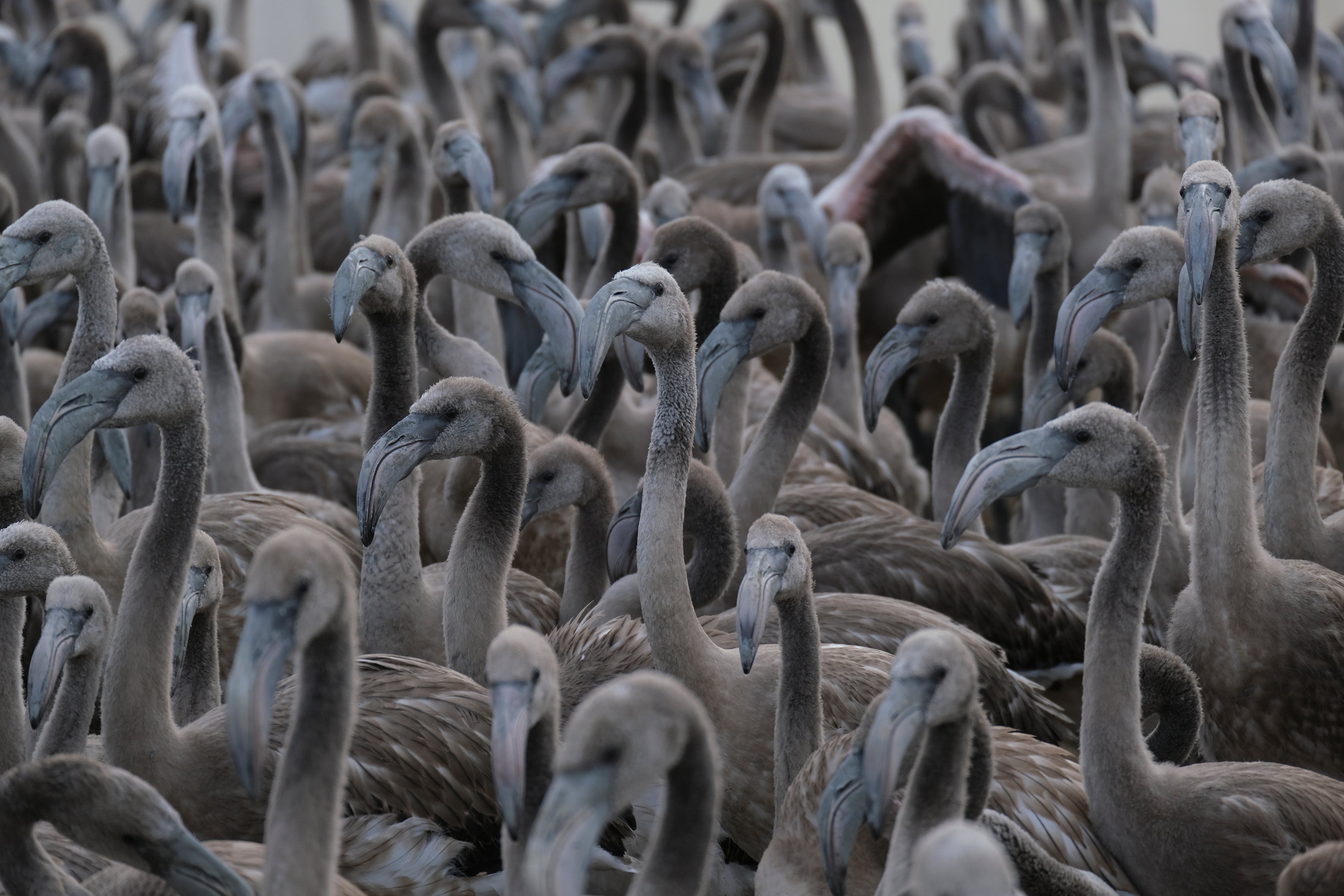 En imágenes, el anillamiento de flamencos en la Laguna de Fuente de Piedra de Málaga