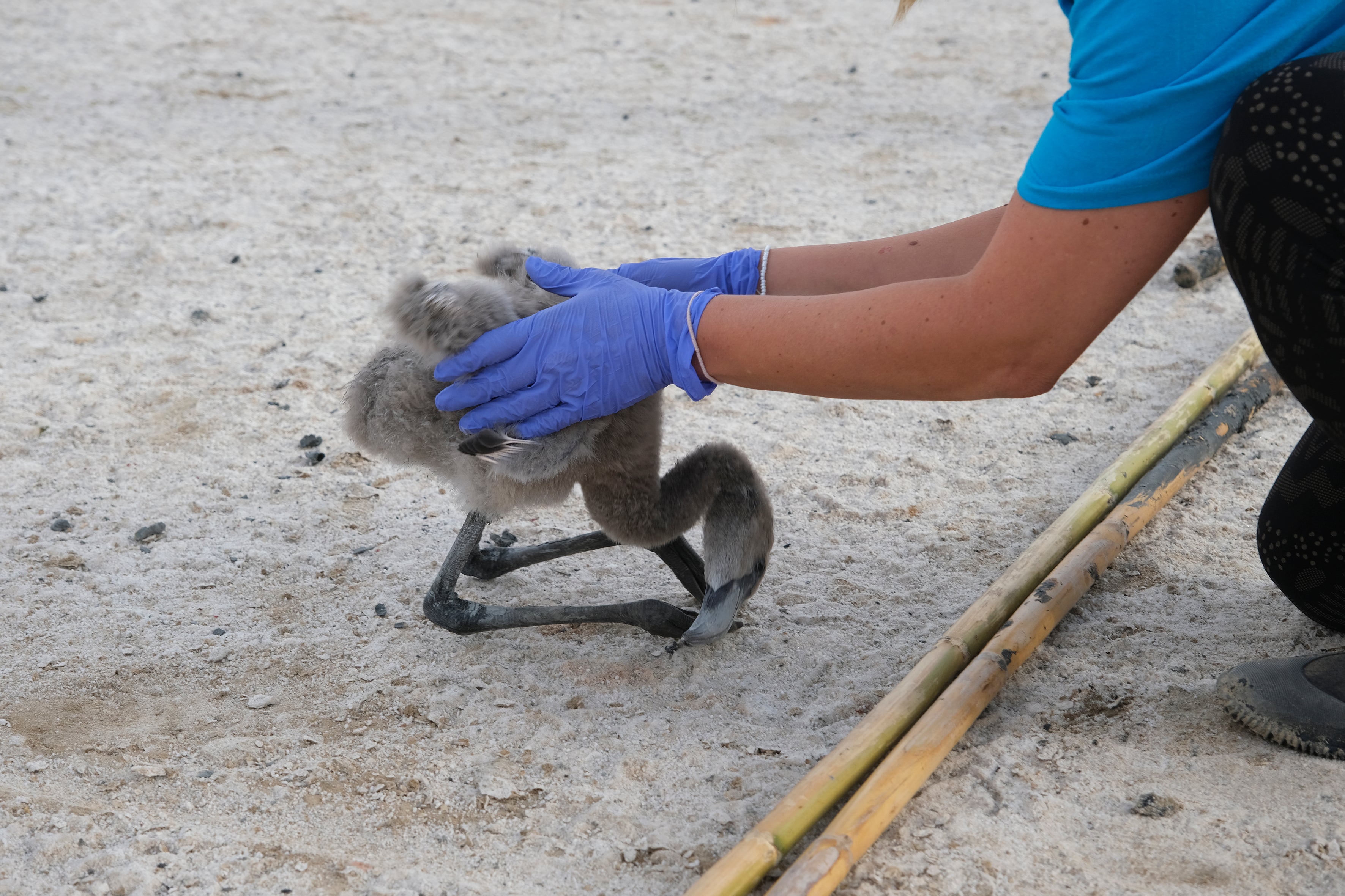 En imágenes, el anillamiento de flamencos en la Laguna de Fuente de Piedra de Málaga