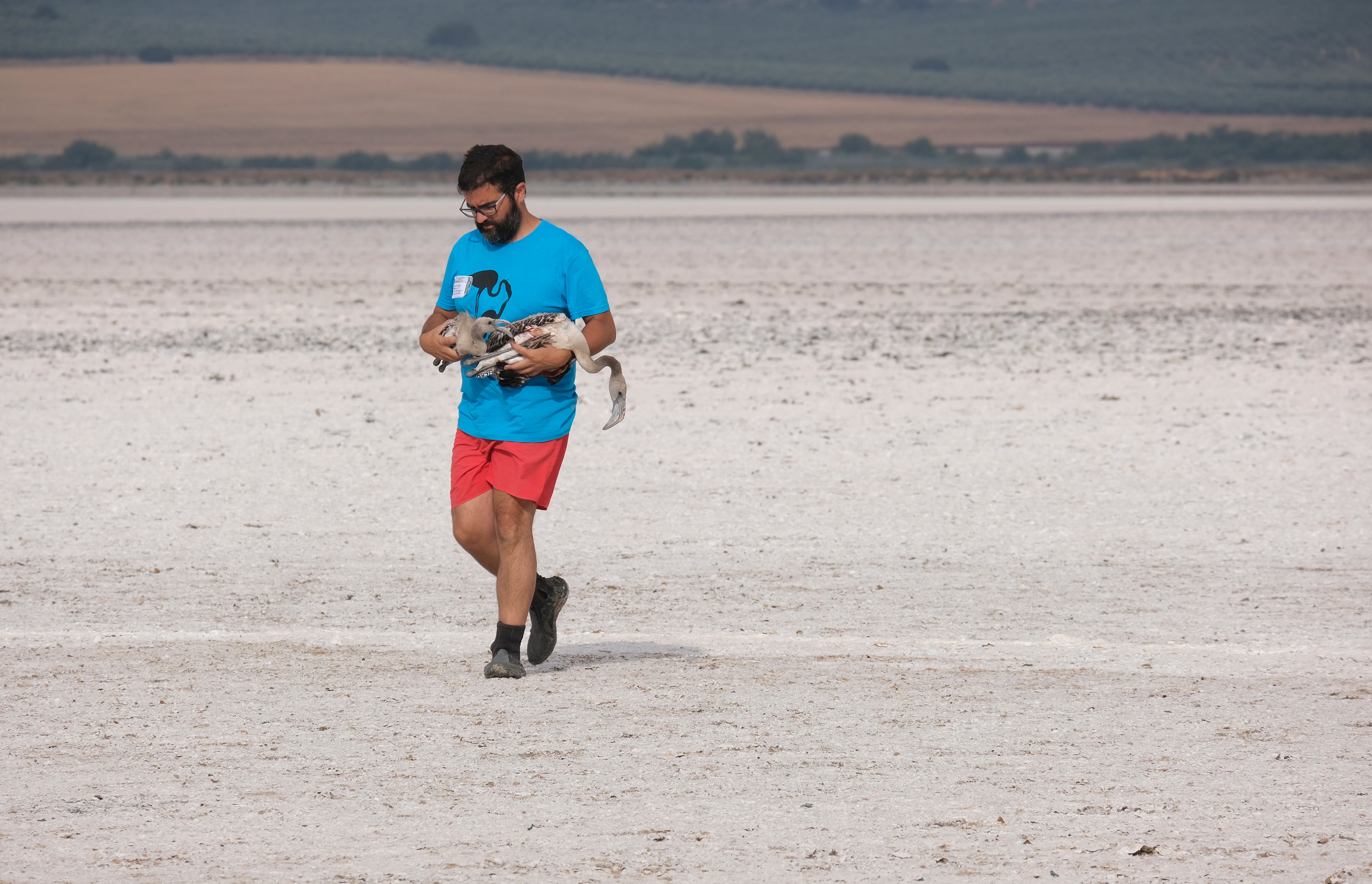 En imágenes, el anillamiento de flamencos en la Laguna de Fuente de Piedra de Málaga