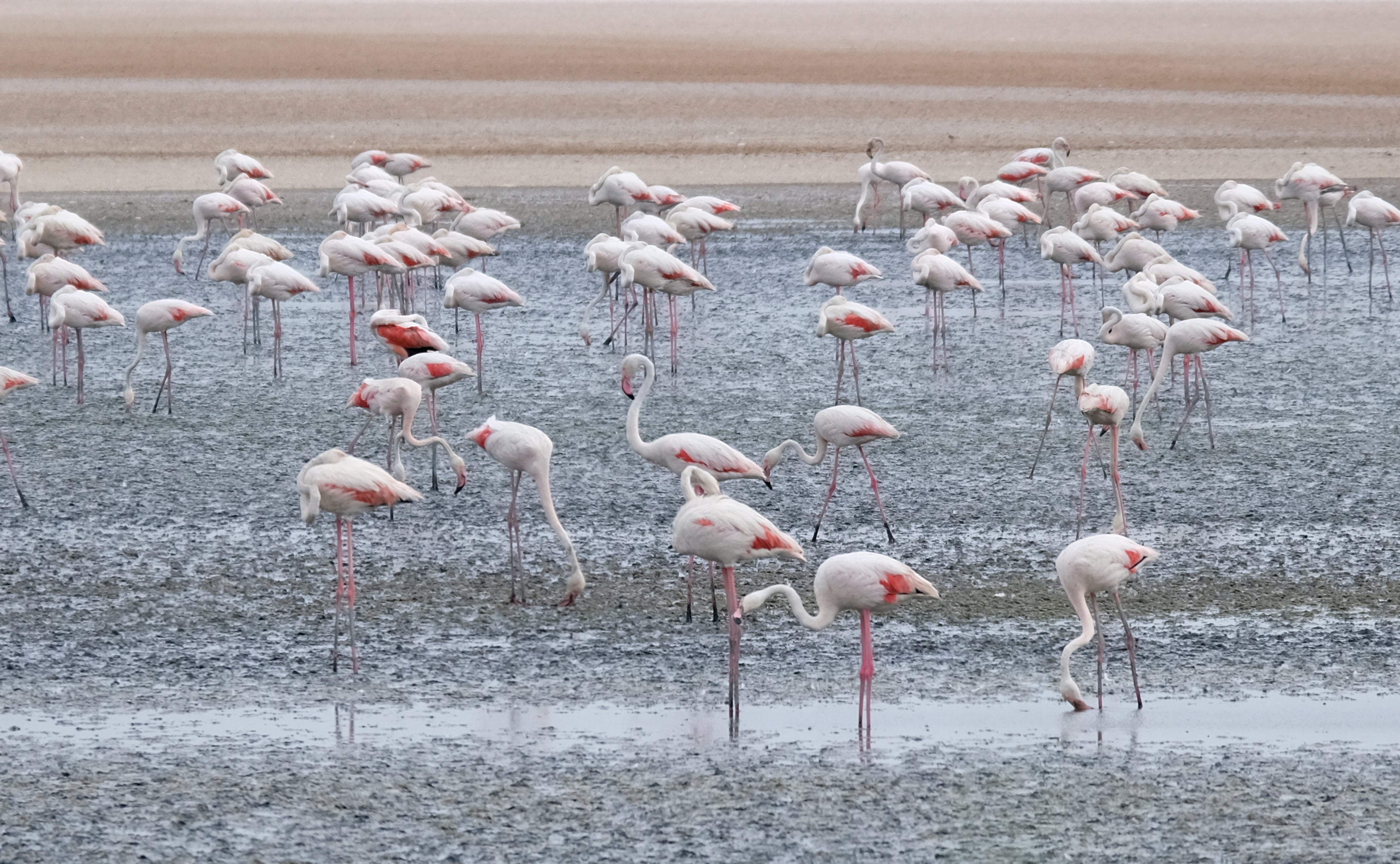 En imágenes, el anillamiento de flamencos en la Laguna de Fuente de Piedra de Málaga