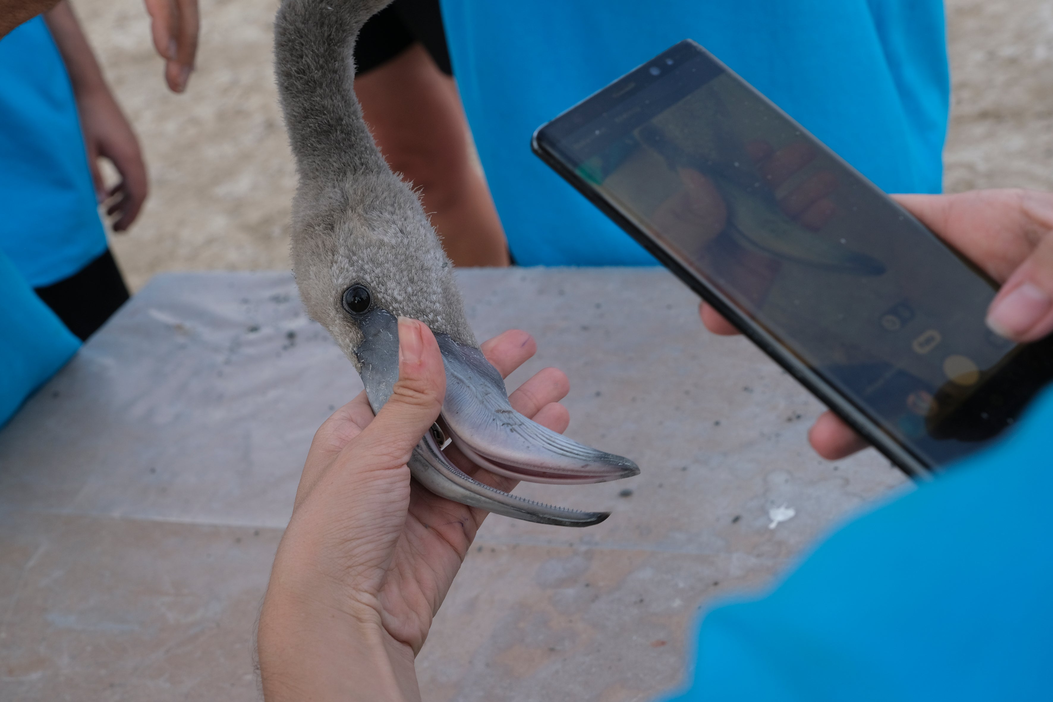 En imágenes, el anillamiento de flamencos en la Laguna de Fuente de Piedra de Málaga