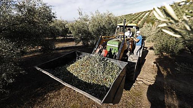 La vecería, la sequía y el calor presagian una caída del 50% en la cosecha de aceitunas