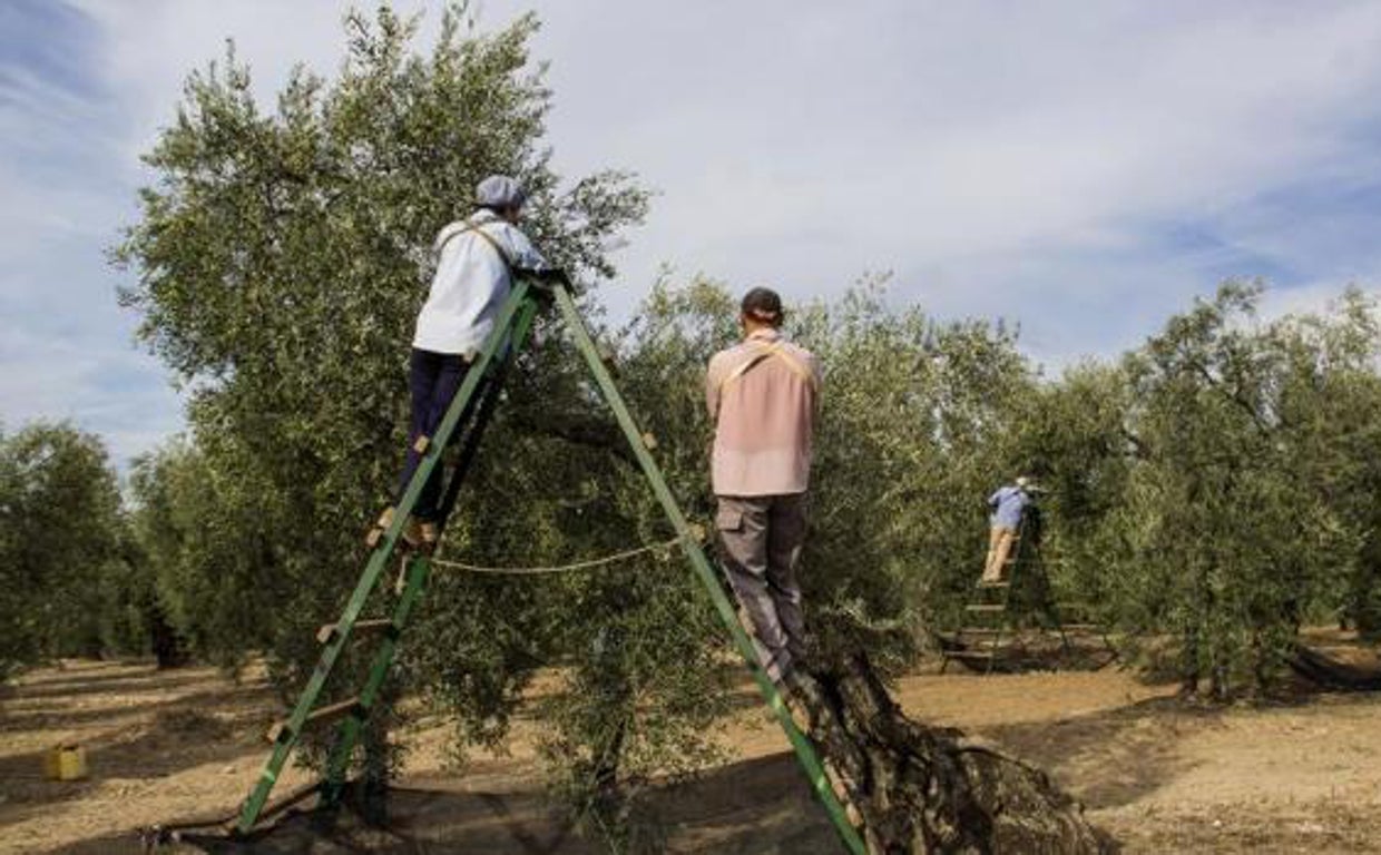 Jornaleros recogiendo aceitunas