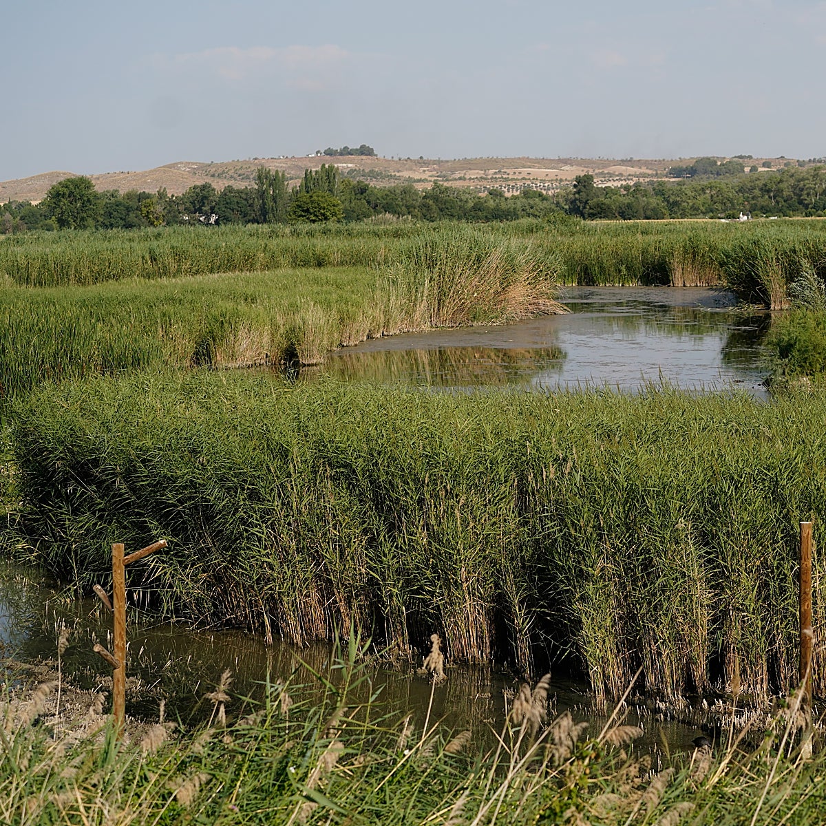 Uno de los humedales de la capital se recupera: vuelven las aves a la laguna de San Juan