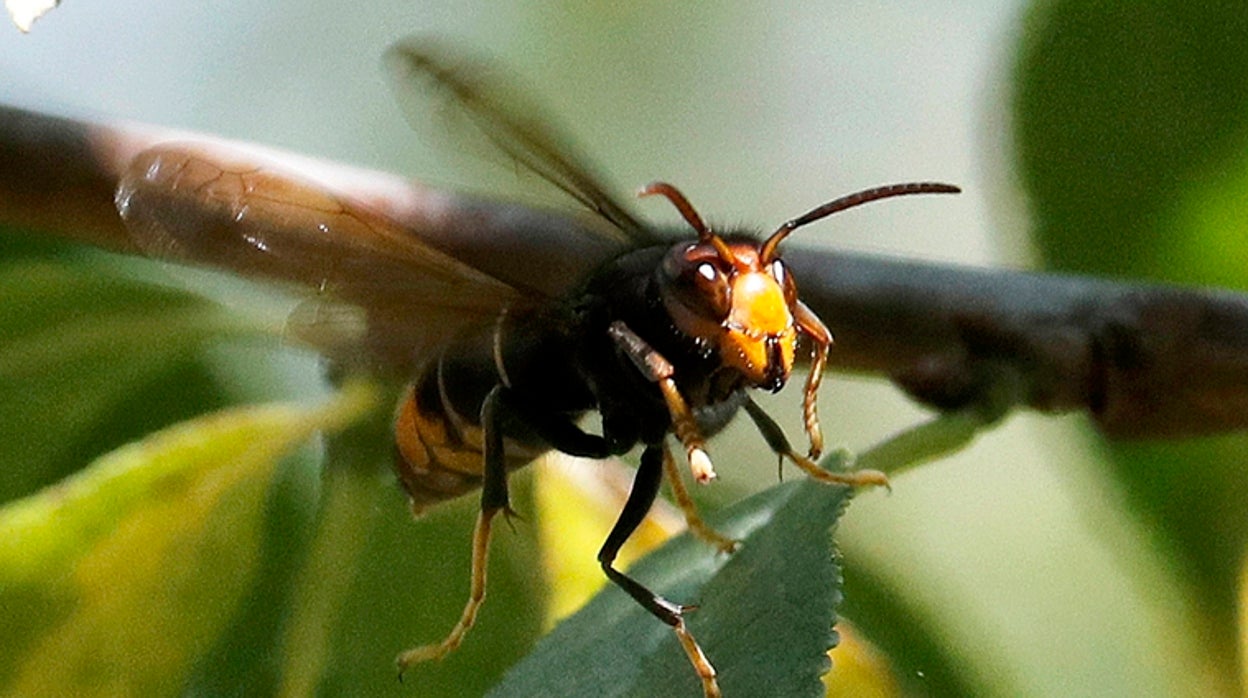 El truco definitivo para ahuyentar a las avispas del jardín o de la piscina