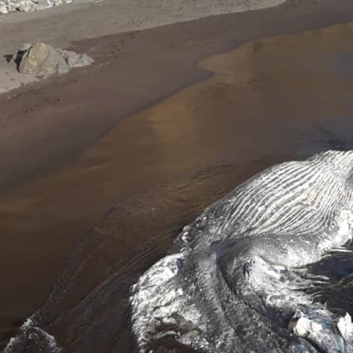 Aparece un cetáceo varado en una playa de La Palma