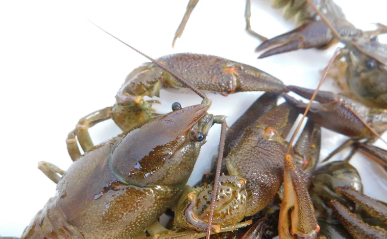 Madrid, repoblada de especies extintas: vuelven los cangrejos de río a la región