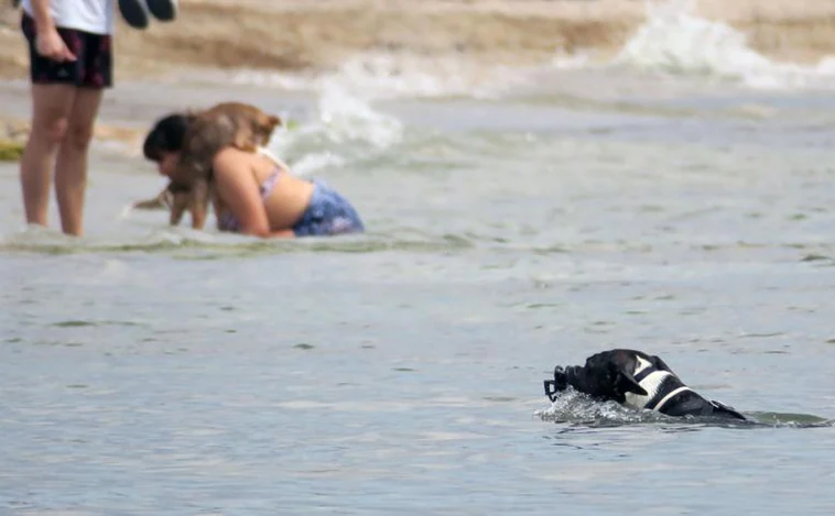 Cuáles son y dónde están las únicas tres playas para perros en Valencia