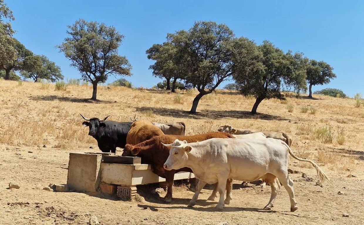 La sequía reduce la cabaña ganadera y cae un 30% el cultivo del cereal