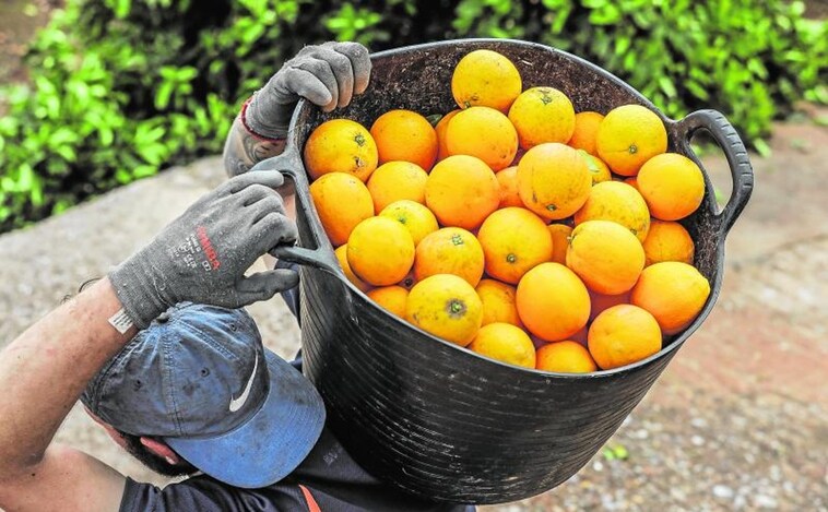 Alertan de la llegada a Europa de naranjas y mandarinas «infestadas» desde Sudáfrica