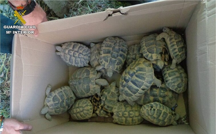 Clausuran un criadero ilegal de tortugas en una finca rural de Elche
