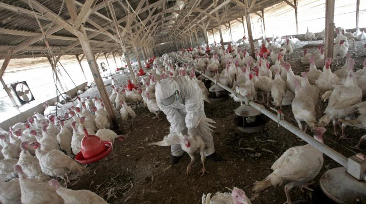 Confirmado un foco de gripe aviar en una explotación de pavos de engorde en Huelva
