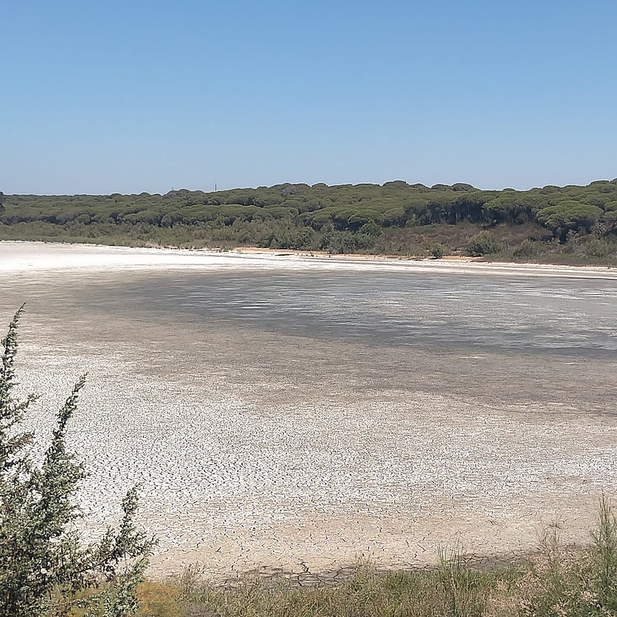 La laguna del Portil se seca en una imagen insólita que no ocurría desde hace más de una década