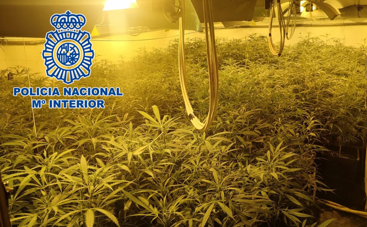 Plantación desmantelada por la Policía Nacional en Córdoba