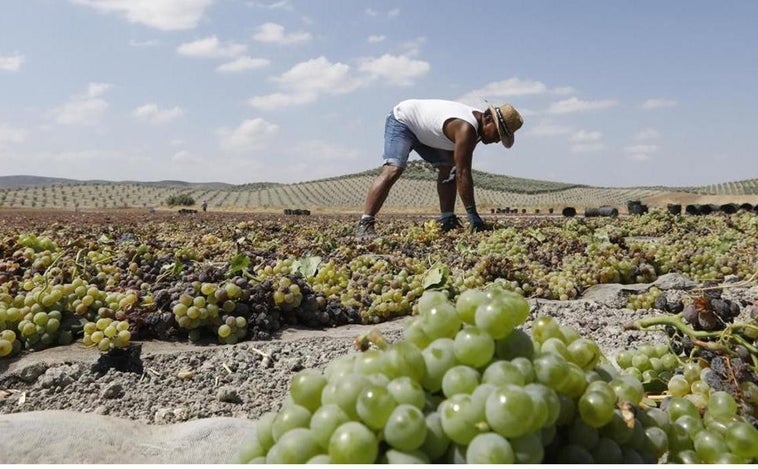 La Ley de la Viña y el Vino de Castilla-La Mancha entrará en vigor en 20 días