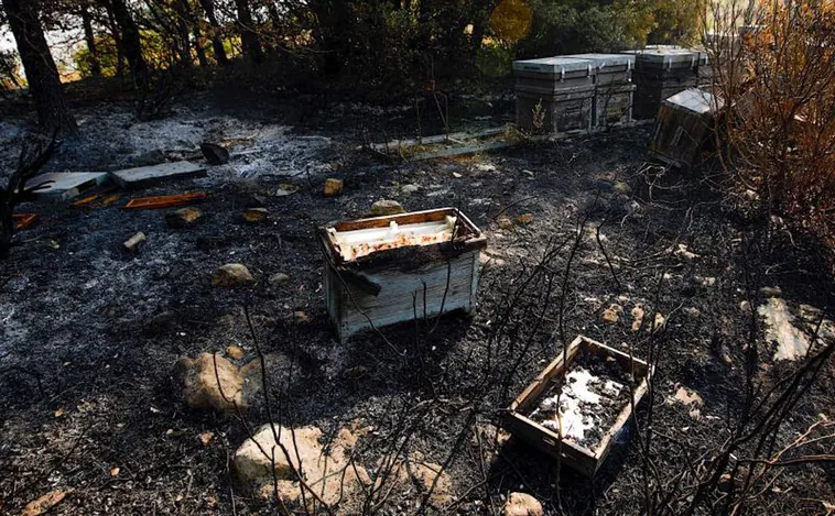 El incendio en Vall d'Ebo también afecta a los animales: «Tuve que ir cuatro veces para salvar mis colmenas del fuego»