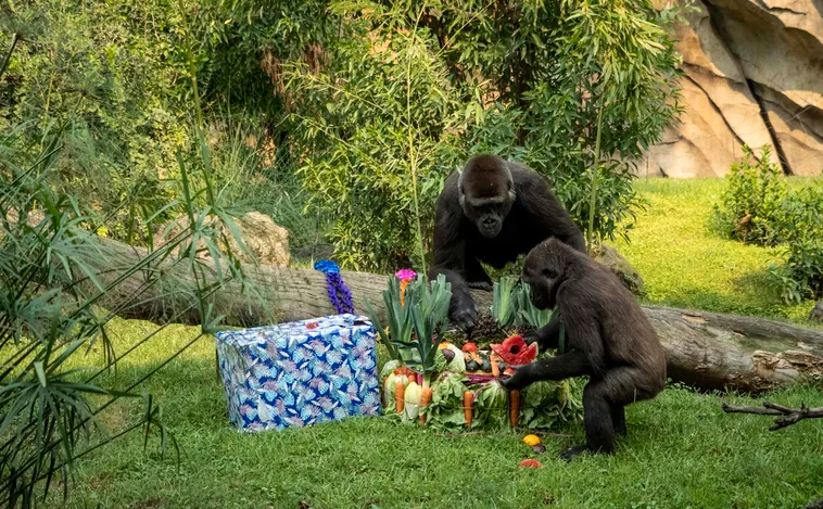 Fiesta en el Bioparc de Valencia por el sexto cumpleaños de la gorila Virunga