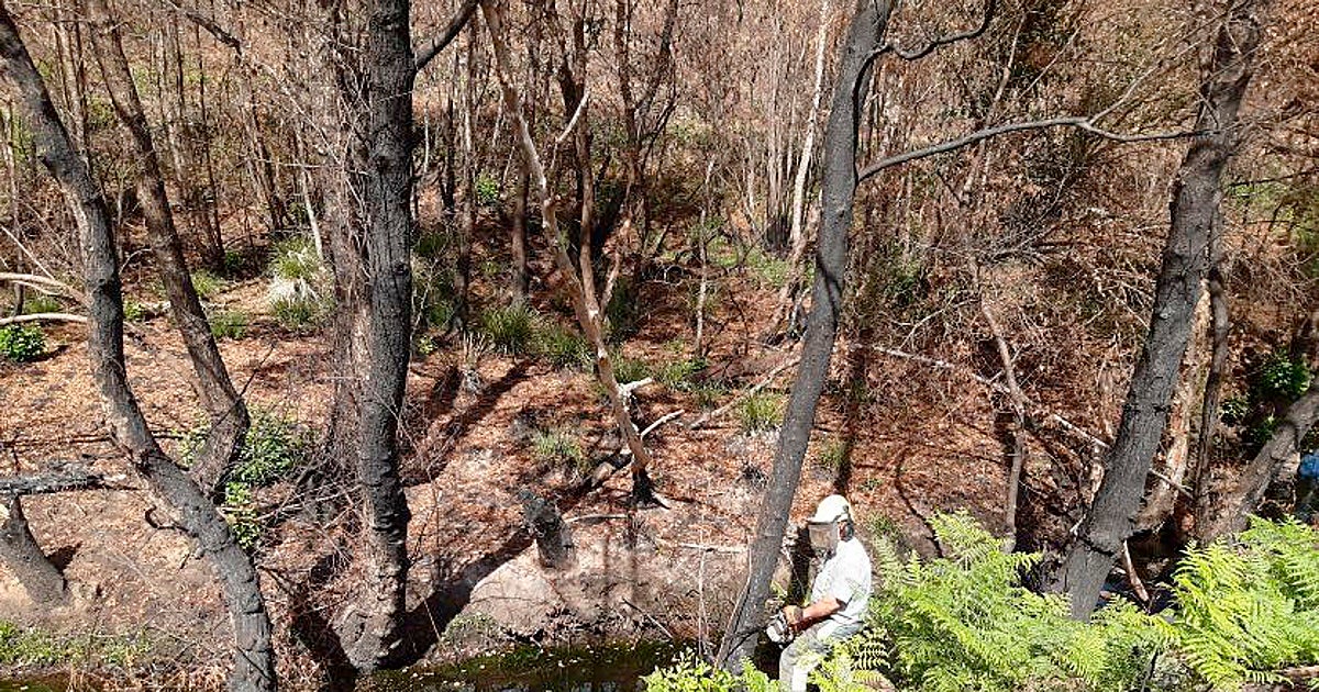 Actuaciones de restauración en cauces de la cuenca afectados por el incendio de la sierra de la Culebra