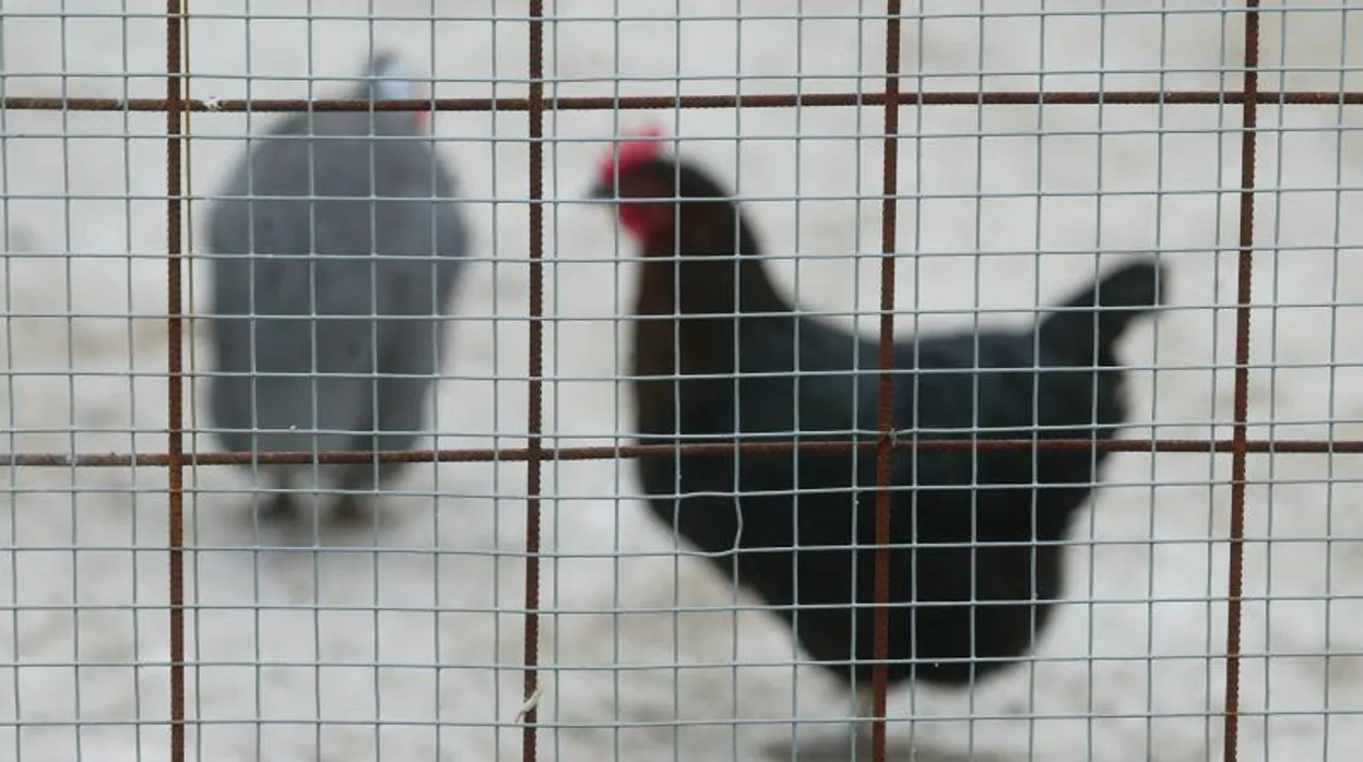 Confirman gripe aviar en una granja de pollos de Aracena
