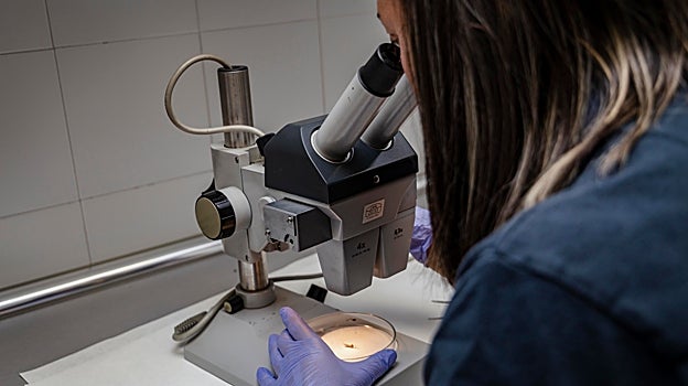 Una veterinaria analiza una de las polillas capturadas en una trampa de monitorización