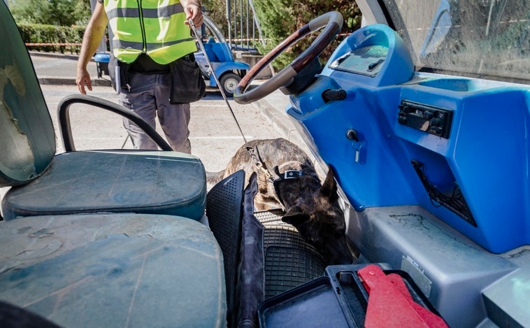 Thor, el 'chucho' abandonado y reclutado para rastrear chinches