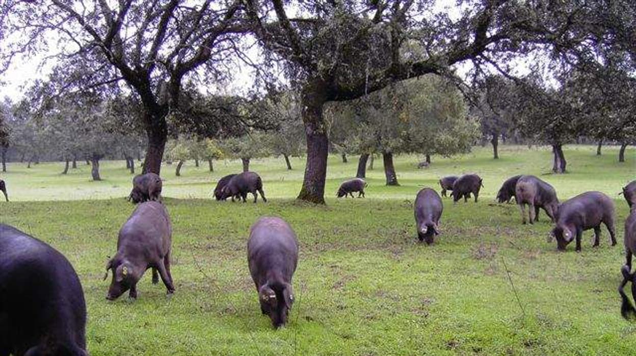 3.800 ganaderos de Córdoba piden las ayudas contra la enfermedad animal