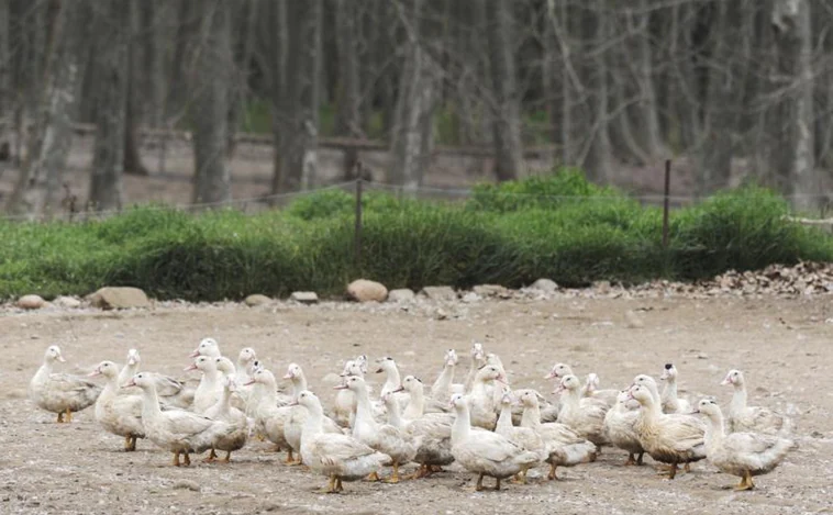 La Comunidad de Madrid prohíbe la cría de patos al aire libre para frenar la gripe aviar