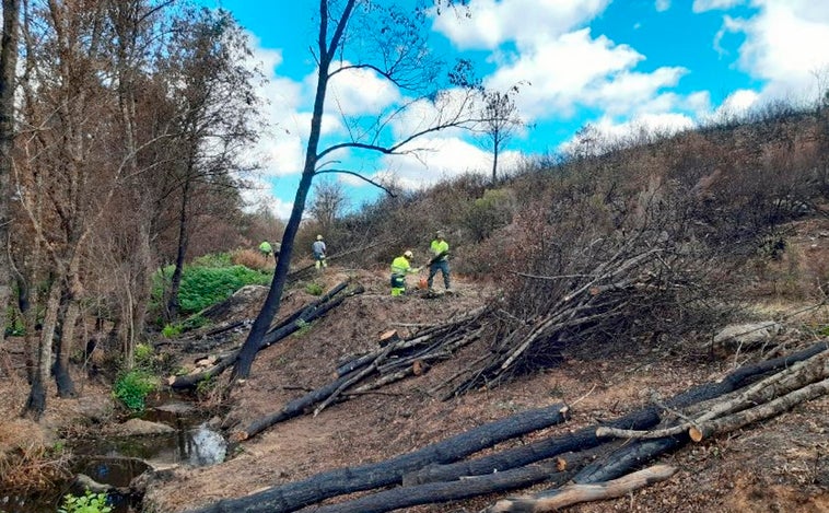 La Junta agiliza las licencias de caza en los cotos afectados por los incendios y colindantes  para evitar daños en los cultivos