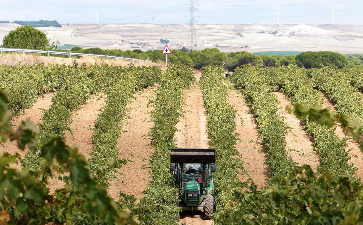 Arranca en Rueda la vendimia más temprana de los últimos siete años, marcada por la sequía