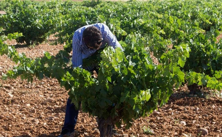 Asaja celebra  en Tomelloso el  'Día del Viticultor' tras dos años de ausencia