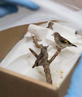 Imagen secundaria 2 - Dentro del CRAS de Valladolid: Helena, una de las peones especialistas, sostiene una cría de buitre negro. Debajo, un pequeño pájaro insectívoro es alimentado, y unos jilgueros se recuperan