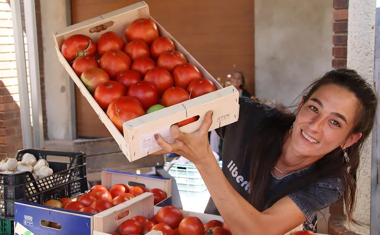Menos producción de tomate en Mansilla de las Mulas, pero «de muy buena calidad»