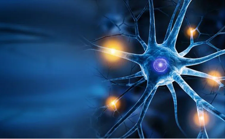 Investigadores de Alicante identifican nuevos reguladores clave en la formación de los circuitos neuronales