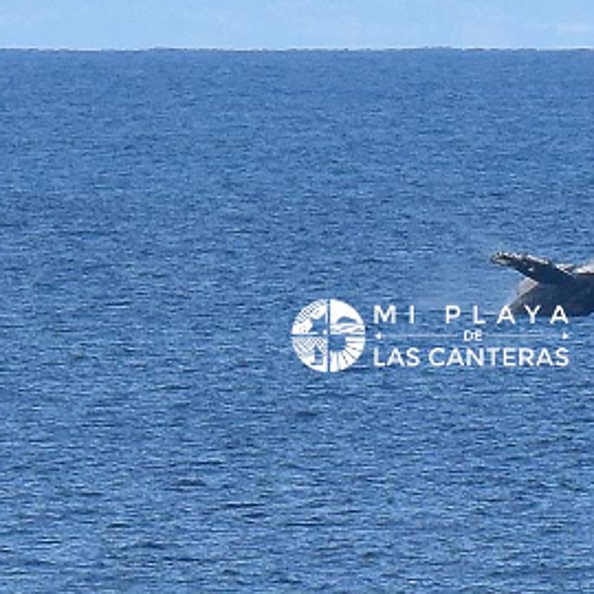 Una ballena jorobada sorprende a los bañistas de Las Canteras