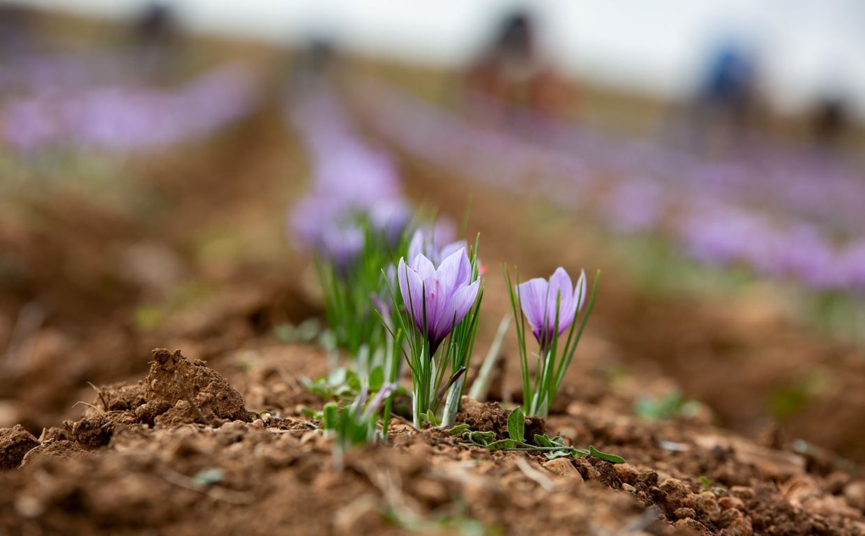 Alertan del riesgo de extinción del cultivo del azafrán en la región y pide ayudas para nuevas plantaciones