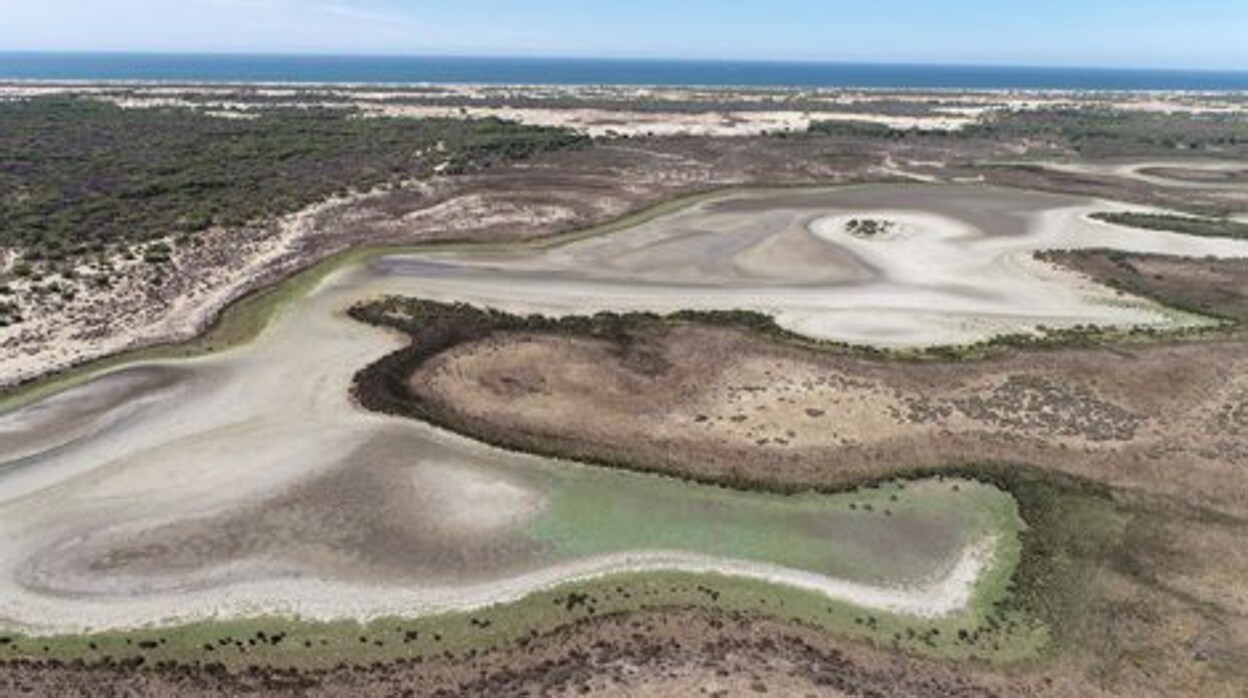 La última laguna permanente de Doñana se seca por la sequía y la sobreexplotación de acuíferos