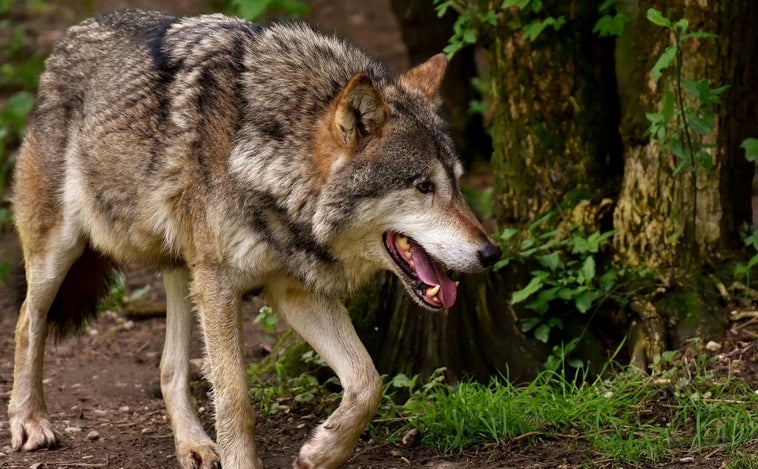 Castilla y León registra un ataque de lobo cada tres horas