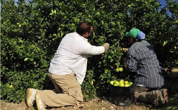 Los agricultores de la Comunidad Valenciana denuncian que el 87% de las alertas por pesticidas provienen de Turquía