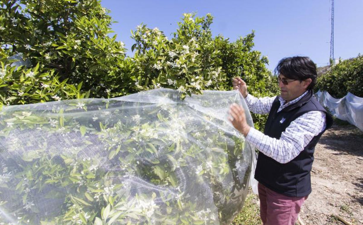 José Vicente Andreu, presidente de Asaja-Alicante, en un campo de cultivo en la Vega Baja