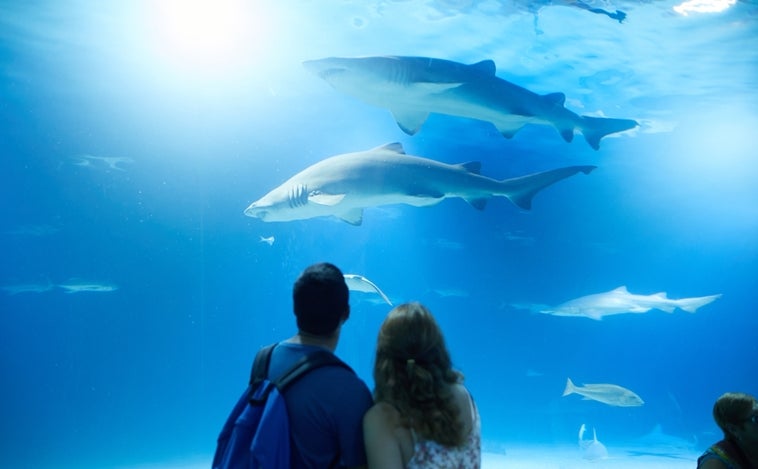 Cifra récord de visitantes en el Oceanogràfic: casi 500.000 personas entre julio y agosto