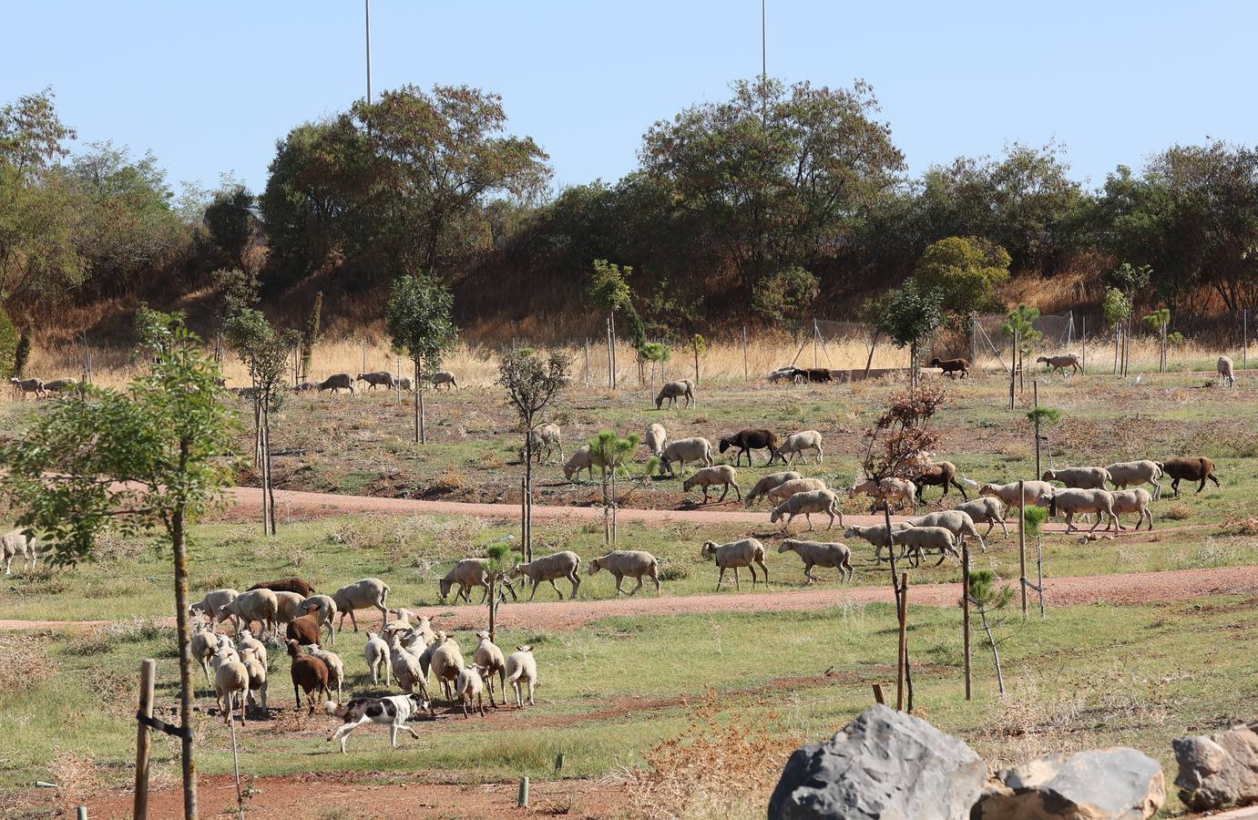 La evolución del nuevo parque de Levante de Córdoba, en imágenes
