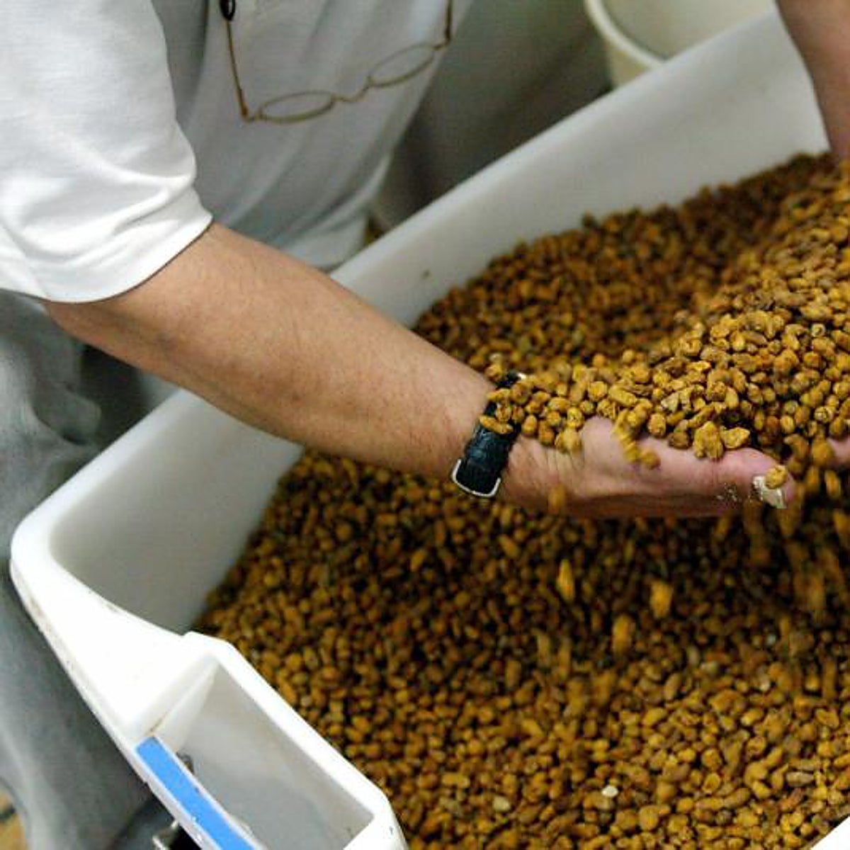 El superalimento cultivado en Valencia que incrementa las hormonas sexuales