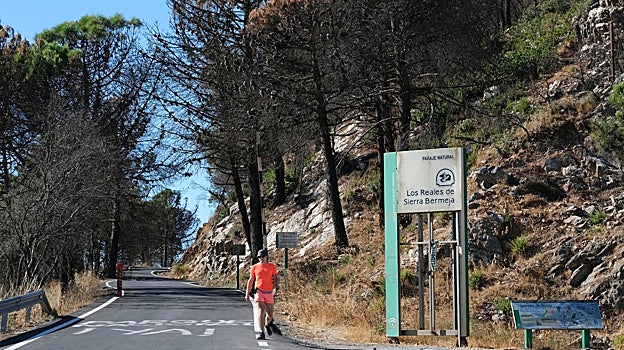 Un senderista baja de Los Reales de Sierra Bermeja rodeado de bosque quemado